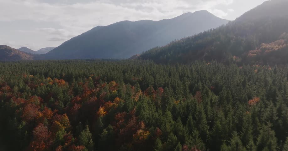 Trees in fall colors along the coast with cars traveling on a freeway through the forest and mountains in the distance