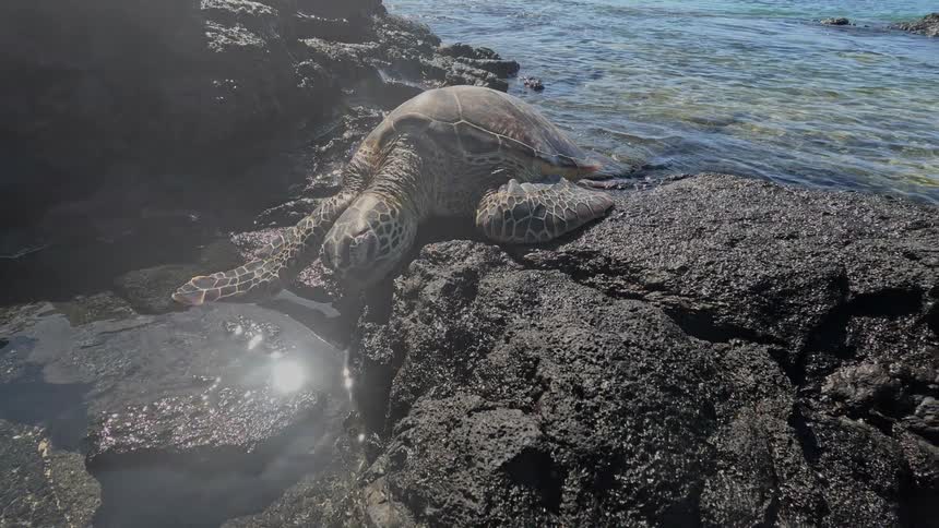 The video shows a large green sea turtle resting partially on dark rough volcanic rock near the ocean the clear water gently laps at the rocks surrounding the turtle
