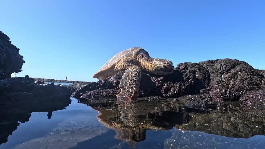 A sea turtle rests on dark volcanic rock beside a shallow pool under a clear blue sky