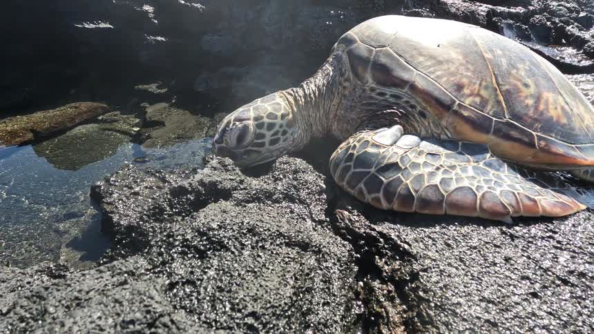 Sea turtle lying on a rock along the coast