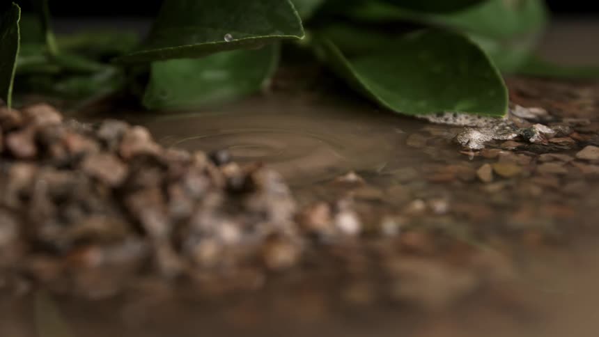 Water drips in the puddle from the leaf