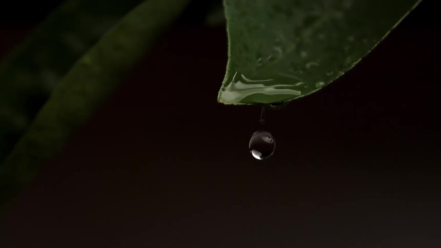 A single drop of water slowly forms and falls from the tip of a dark green leaf the background is dim emphasizing the closeup shot of the water and leaf texture