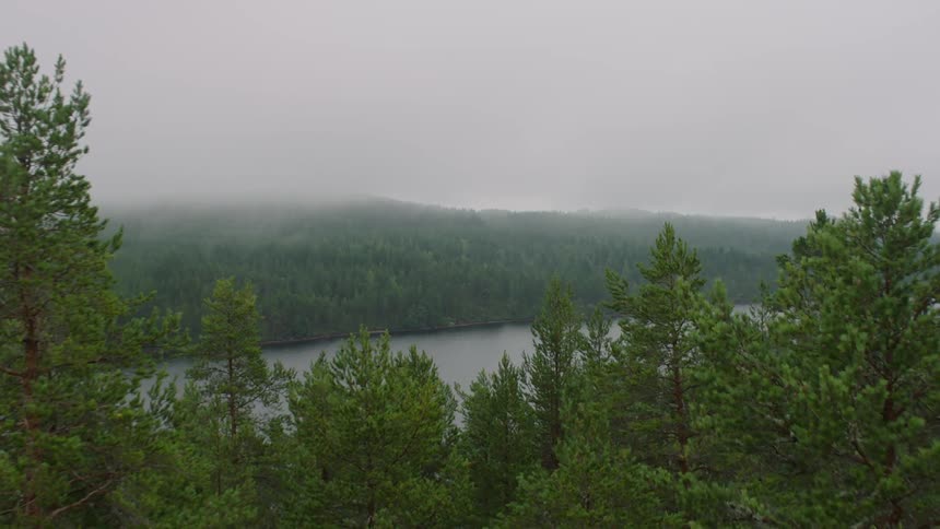 Tall trees line the cloudy sky