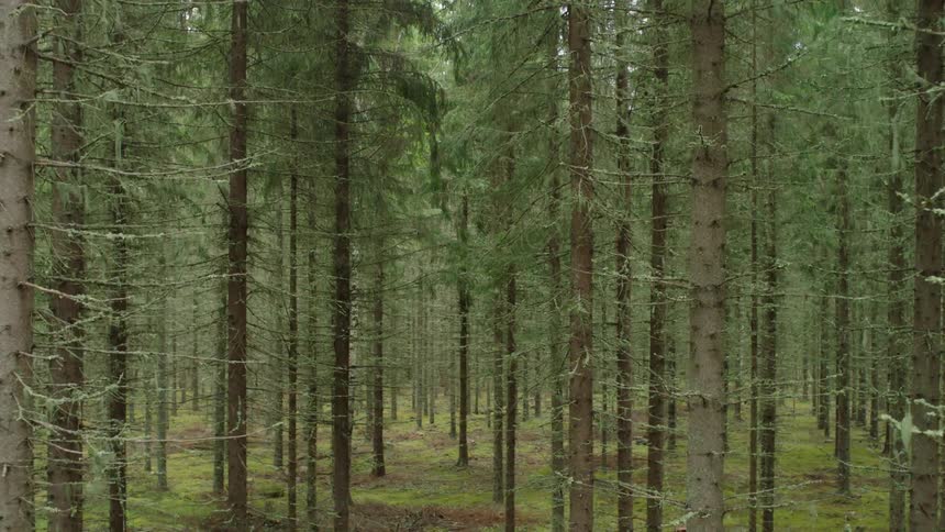 Various types of trees in a forest