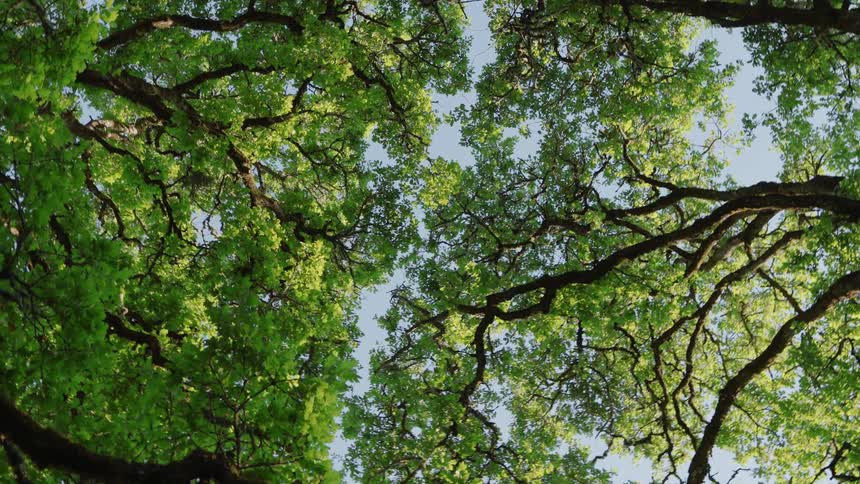 Green tree canopies intertwine beneath the clear sky