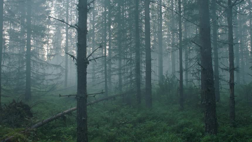 Trees stand in a foggy forest