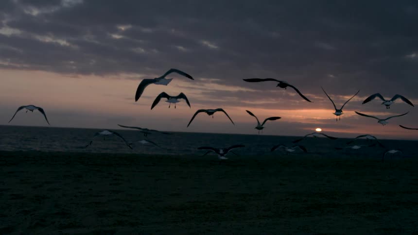 Seagulls take flight over the beach at sunrise