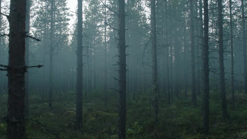 The trees in this forest are covered with fog