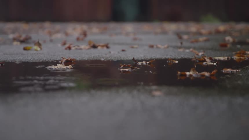 Raindrops create ripples in puddles on wet pavement that is scattered with small brown leaves