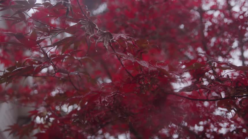 Several red leaves from a tree that are partially wet