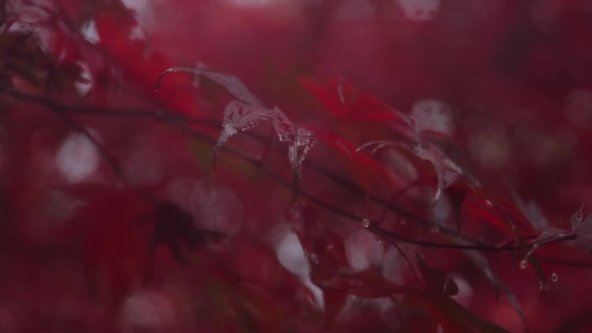A close up view of red leaves on a tree