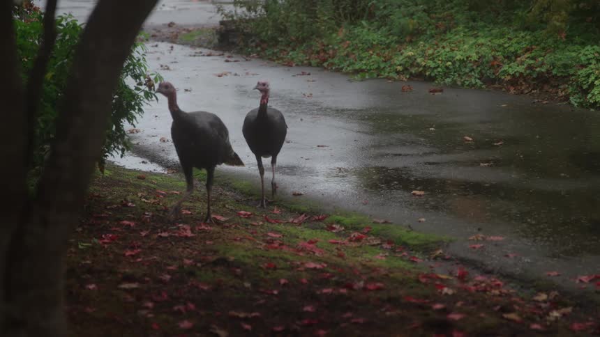 Turkeys walk off a street in the rain