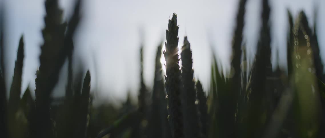 Wheat plants in a field as the sun shines through a hazy sky in the distance