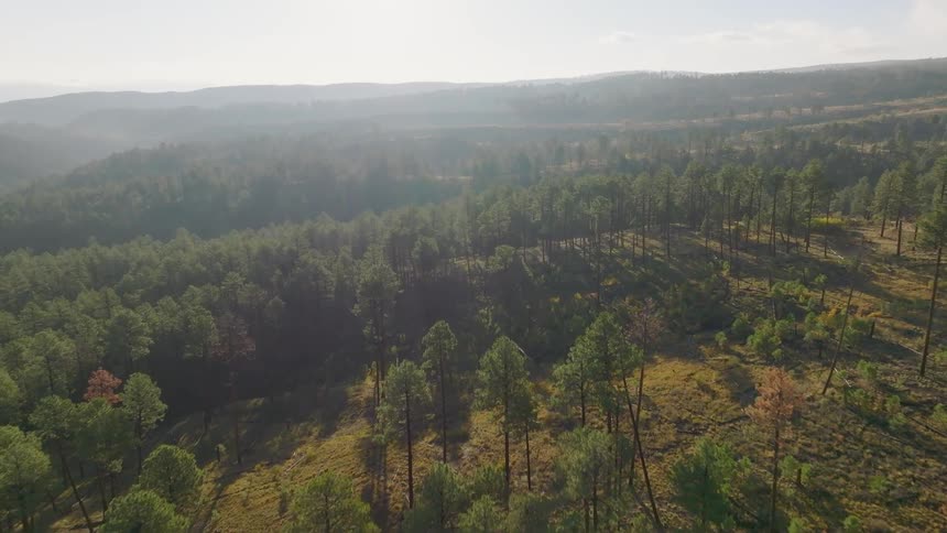 An aerial shot slowly descends over a vast gently rolling forest landscape predominantly covered in evergreen trees patches of cleared or sparser tree coverage are visible on the sunlit hillsides which fade into hazy forested ridges in the distance