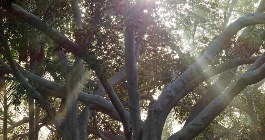 Sunlight piercing through tree canopies in a woodland area during daytime