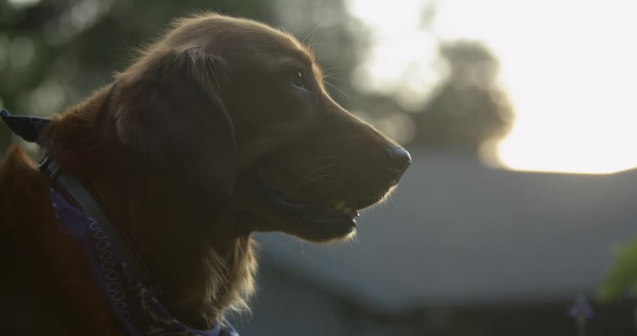 A dog stands outside in a residential area