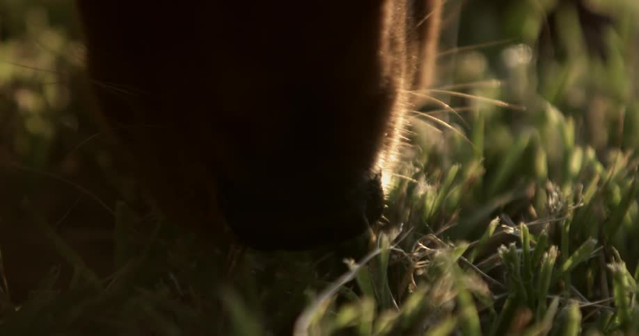 A dog sniffs at the grass then walks away