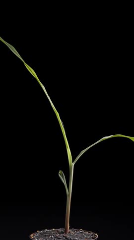 Plant grows in a small pot in a dark area