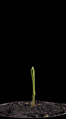 Green sprout emerging from the soil