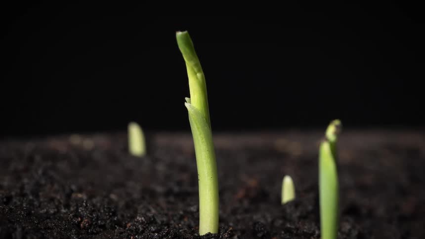 The green plant is sprouting from the wet soil