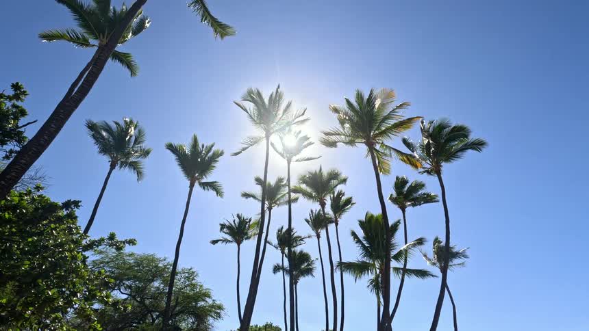 Palm trees move with the wind