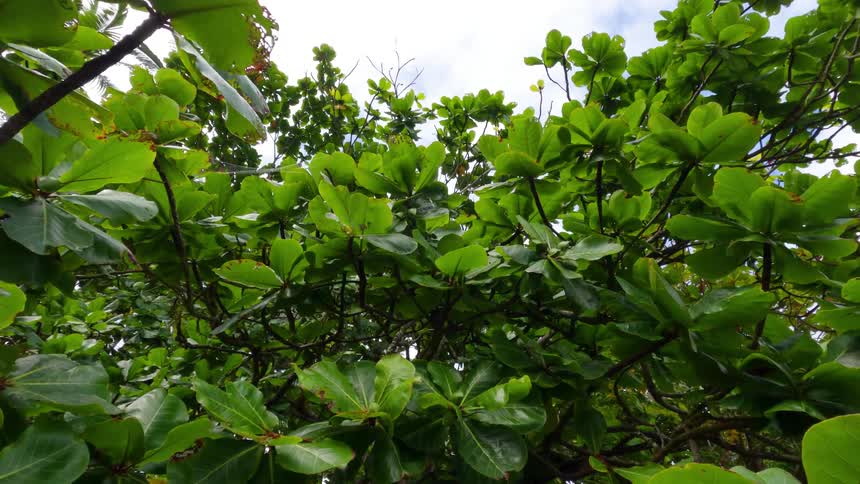 A close up of some lush green leaves