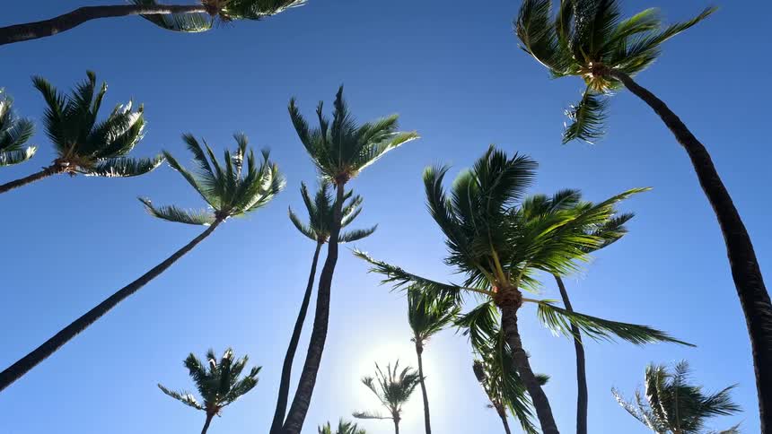 Looking up from below tall palm trees sway in the wind against a bright clear blue sky