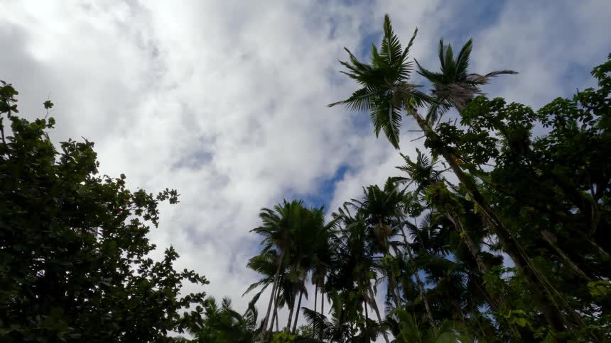 Several tall palm trees are growing beneath a cloudy sky