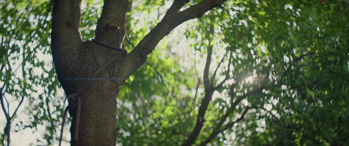 Ropes are on a tree in a backyard garden