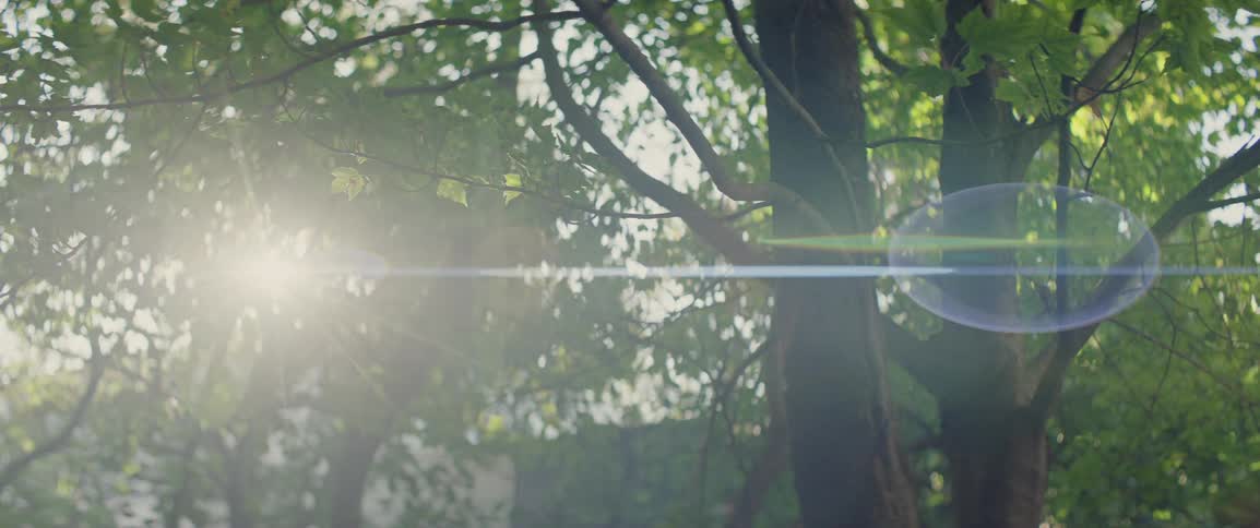 Sunlight filters through the lush green leaves and branches of tall trees in a peaceful outdoor setting