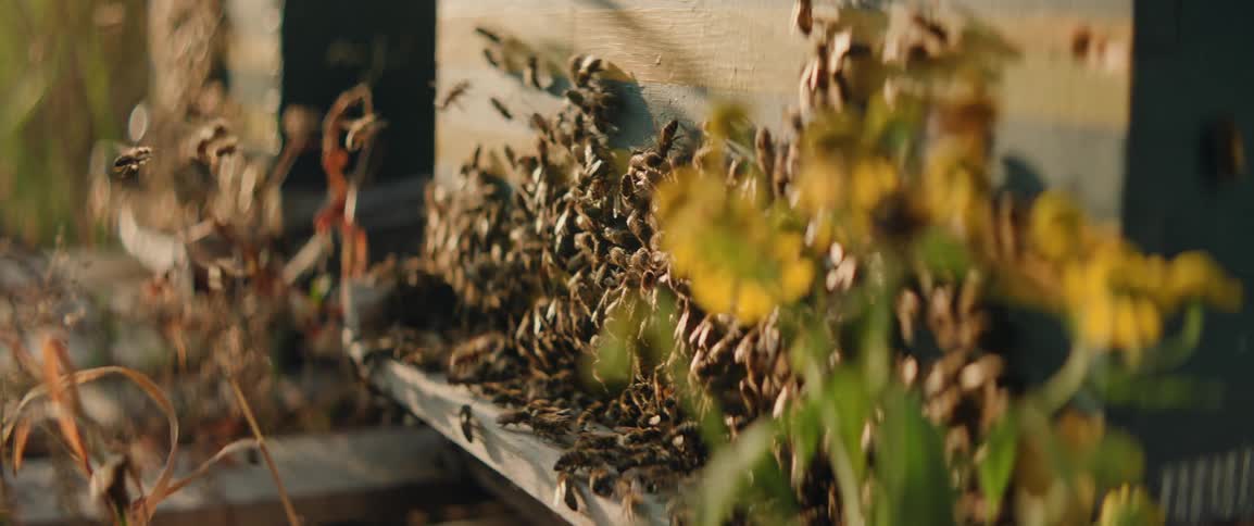 Bees enter and leave a hive surrounded by yellow flowers