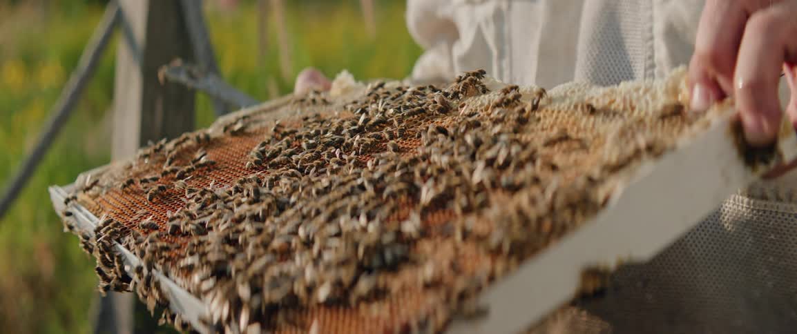 A persons hand holding a large piece of honeycomb with several bees on top