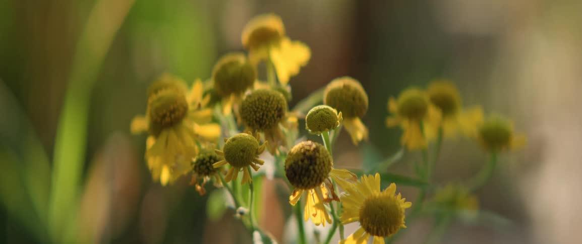 Bees fly over yellow flowers amid the vegetation