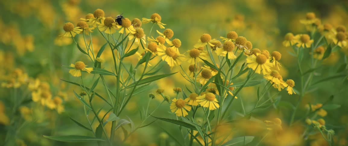 A bee flies from one blossoming flower to another on a sunny day