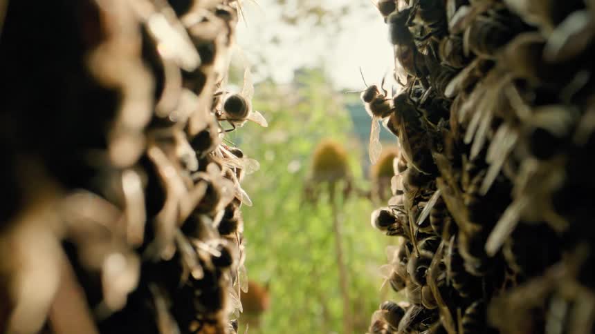 The area is covered in many bees