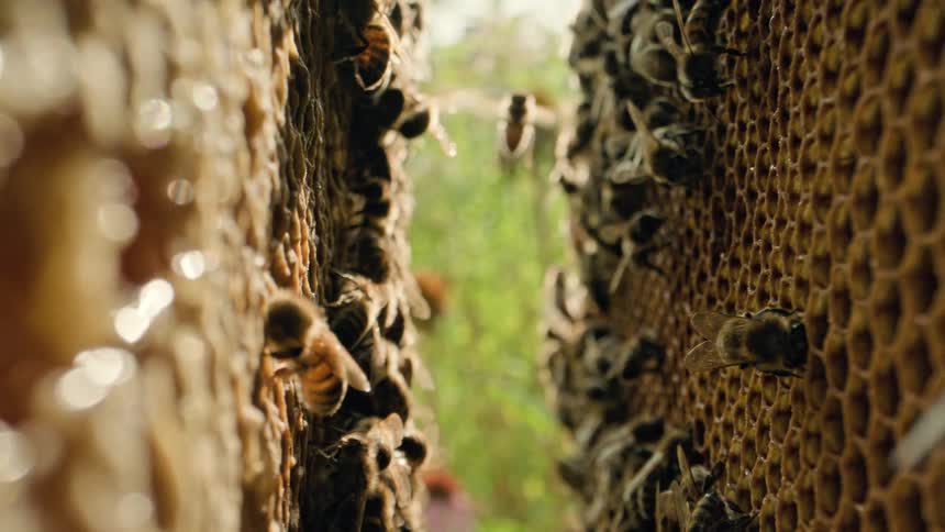 Bees work on a honeycomb under natural light