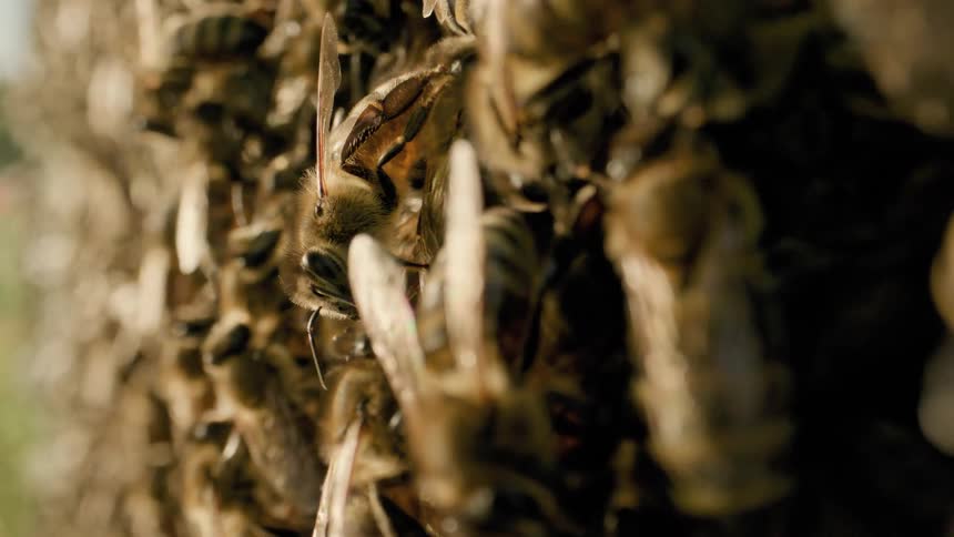 Honeybees crawl around a beehive in the countryside on a sunny day