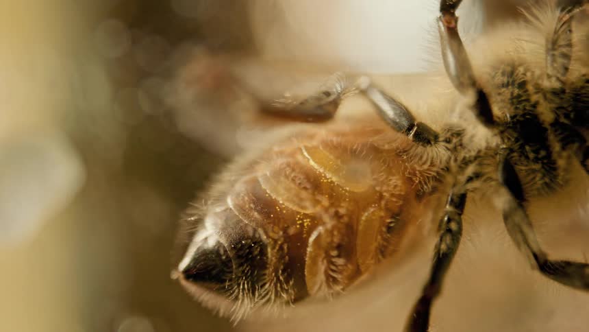 Closeup of a bee shows detailed abdomen covered with hairs and pollen