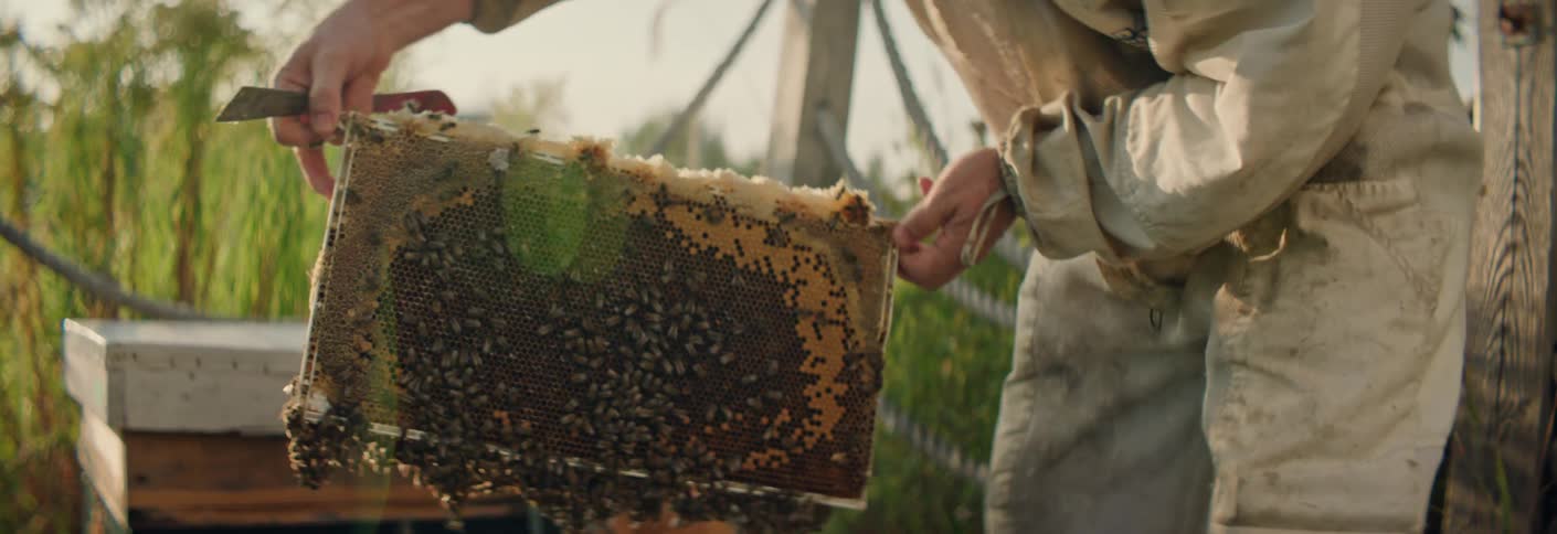 A beekeeper wearing a protective suit is carefully prying and lifting a heavily populated hive tray covered in bees