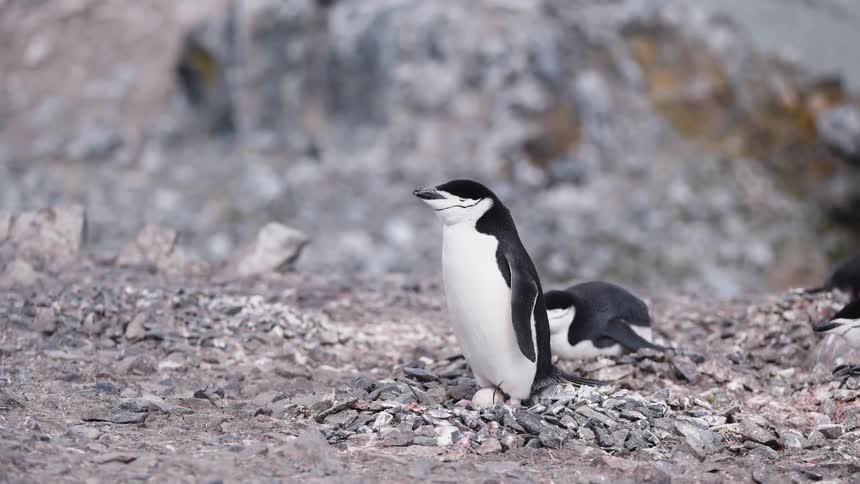 A view of some penguins outdoors