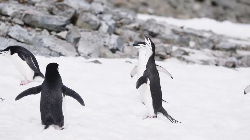 A group of penguins outdoors