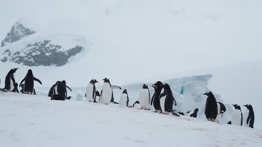 A colony of penguins stands on a snowy hillside in a vast icy landscape