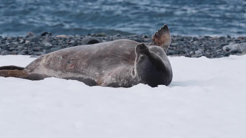 Seal rests on the snow near the icy sea