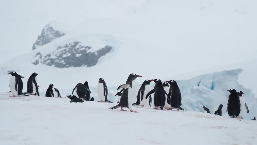 A large colony of gentoo penguins waddles and socializes on a snowy antarctic landscape with some sliding down hills on their bellies