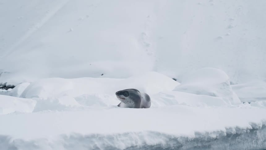 A view of a seal laying on some ice