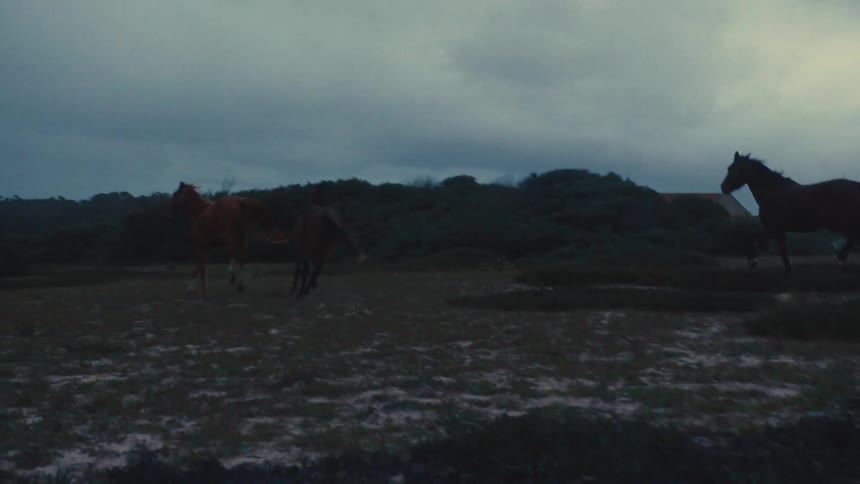 Three horses running across a grassy field at dusk