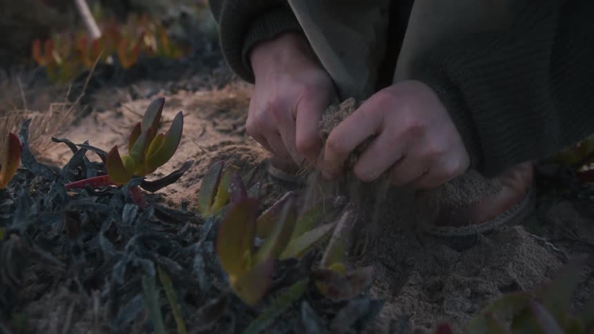 A man in a garden packs and squeezes the soil around a plant with his bare hands at midday