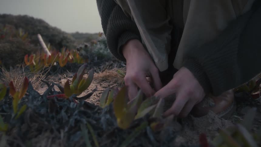 Crouching low on a sandy hill a person rolls a thin piece of root or grass between their fingers among the succulent plants