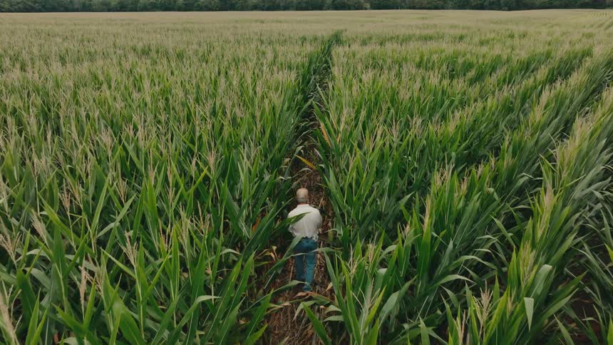 A lone farmer walks between the tall rows of a vast cornfield inspecting his crops