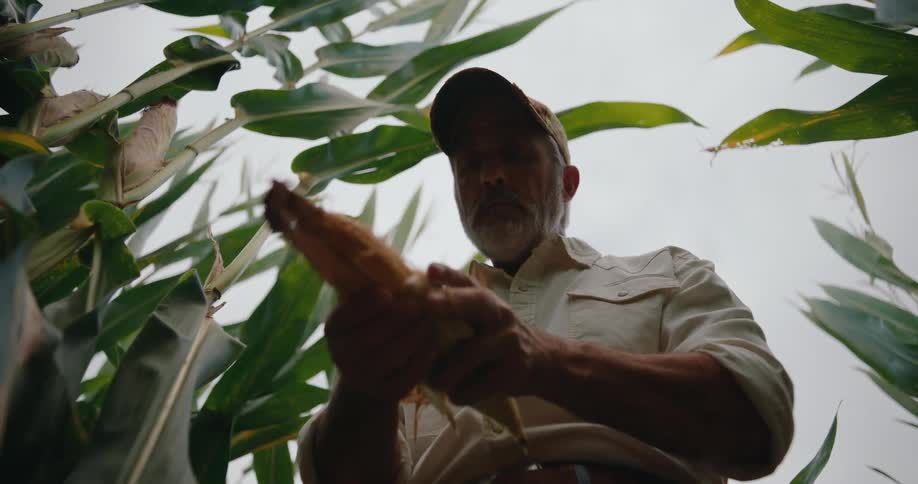 Looking up from within the tall stalks a farmer in a baseball cap carefully peels back the husk to inspect an ear of corn against a bright sky